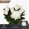 Хризантема одн-Chrysant Gr-Gagarin-70cm-125gr 49773928-02d0-11f1-0a80-11ea00047f92
