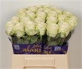 Роза-Rosa-Gr Juwena-50cm 49800533-bfa5-11ec-0a80-0b4c0007c748