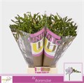 Фрезия-Freesia-Du Honeymoon-54cm-23gr 49821f31-02d0-11f1-0a80-11ea00047f95