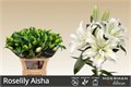 Лилия-Lilium-Or Du Rl Aisha-85cm 08921c06-c530-11f0-0a80-042d002513f4