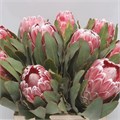 Протея-Protea-Lady Di-60cm 4984feca-3afb-11f0-0a80-14fc00144924