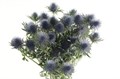 Эрингиум-Eryngium-Magnetar Qstar-50cm / 498c8110-bfa6-11ec-0a80-0b4c0008afc5
