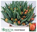 Тюльпан-Tulip-Du Coral Sunset-36cm-48gr 499a1250-02d0-11f1-0a80-11ea00047fa6