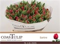 Тюльпан-Tulip-Du Sartre-41cm-52gr 499c9b37-02d0-11f1-0a80-11ea00047fa9