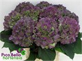 Гортензия-Hydrangea-M Ch Verena Bl Cl-80cm 499d0147-620c-11ef-0a80-065d0030cb4d