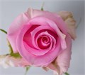 Роза-Rosa-Jessika-50cm-PE 0893186b-39a7-11ed-0a80-0bc600263915