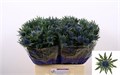 Эрингиум-Eryngium-Aquarius Qstar-50cm 49a3631a-bfa6-11ec-0a80-0b4c0008afd9
