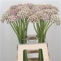 Аллиум-Allium-Silverspring-80cm 49ac8f74-58e7-11f0-0a80-038000144024