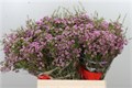 Ваксфлауэр-Chamelacium-Un Sexy Pop-80cm-80gr 49ad22e9-59ca-11ed-0a80-0c9d001e3180