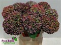 Гортензия-Hydrangea-M Ch Rodeo Cl-80cm 49adc81e-620c-11ef-0a80-065d0030cbb4