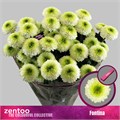 Хризантема куст-Chrysant Tr-Fontina-70cm-85gr 49b6ef69-02d0-11f1-0a80-11ea00047fb8