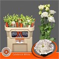 Лизиантус G-Lisianthus G-Celebrich Whit-/70cm 49b711c9-5ff9-11ef-0a80-11cc00014151