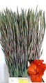 Гладиолус Gr-Gladiolus Gr-Magma-120cm-180gr 49bc37d1-620c-11ef-0a80-065d0030cbb7