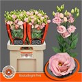 Лизиантус G-Lisianthus G-Rosi Bright Pi-65cm 49be6770-02d0-11f1-0a80-11ea00047fc3
