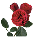 Роза-Rosa-Red Piano-50cm-CN 49c66391-91af-11ed-0a80-061c0011f98f