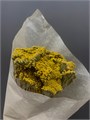 Ахилея-Achillea-Yellow Yarrow-70cm-MS 49c89988-5062-11ed-0a80-06dd0022d7ed