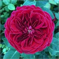 Садовая Роза-Garden Rosa-Tess-50cm-Af 0895baa4-bfa7-11ec-0a80-0b4c00093b23