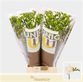 Фрезия-Freesia-Essence-56cm-26gr 49cae1d3-59ca-11ed-0a80-0c9d001e3184