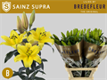Лилия-Lilium-Ot Sainz 4+-100cm 49cce39f-620c-11ef-0a80-065d0030cbba
