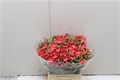 Гвоздика куст-Dianthus Tr-Solomio Ruby--60cm 49cf9701-539c-11ed-0a80-0703003acfb7