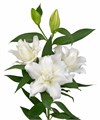 Лилия-Lilium-Or Du Rl Celina-85cm 49d34ced-3afb-11f0-0a80-14fc00144930