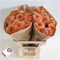 Роза-Rosa-Gr Living Coral-50cm 49d5ec33-bfa5-11ec-0a80-0b4c0007c79e