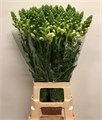 Антирринум-Antirrhinum-Poto Earl Whit-75cm 49d9095f-08fb-11ee-0a80-0c7e006492b6
