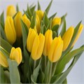Тюльпан-Tulip-Strong Gold-Russia 49dd3a5e-0731-11f1-0a80-08db000963bb