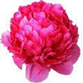 Пион-Paeonia-Mary Jo Legare-60cm 49e48045-3afb-11f0-0a80-14fc00144933