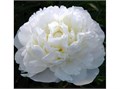 Пион-Paeonia-Amalia Olson-60cm 49e97997-3afb-11f0-0a80-14fc00144936