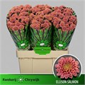 Хризантема сант-Chrysant sant-Ellison Salmon-55cm--100gr 49f3a83e-aef5-11ef-0a80-1a7300a36986