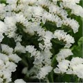 Лимониум-Limonium-Pearl Wings-70cm-55gr 49f3dffd-59ca-11ed-0a80-0c9d001e3189