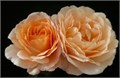 Садовая Роза-Garden Rosa-Just Peachy-40cm-Af 006f485b-2533-11ed-0a80-068d000d205e