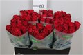 Роза-Rosa-Gr Madam Red-70cm 49fb8eb6-bfa5-11ec-0a80-0b4c0007c7c4
