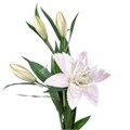 Лилия-Lilium-Or Du Sara Bernha-85cm 49fdffcc-08fb-11ee-0a80-0c7e006492bf