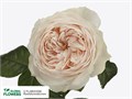 Роза куст-Rosa sp-Emma Woodhouse-53cm-Ti 49ff0cd6-36f4-11ee-0a80-04f30001a8a2