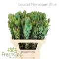 Леукадендрон-Leucadendron-Nervosum Blue-60cm 4a03e401-620c-11ef-0a80-065d0030cbc6