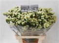 Лимониум-Limonium-Starlight Wing-70cm-30gr 4a07323c-620c-11ef-0a80-065d0030cbc9