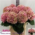 Гортензия-Hydrangea-M My Heaven Cl-75cm 4a0bdd09-620c-11ef-0a80-065d0030cbcc