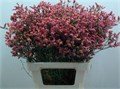 Лимониум-Limonium-Sin Scarlet Dia-80cm-30gr 4a187f7c-08fb-11ee-0a80-0c7e006492cb
