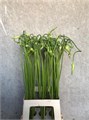 Аллиум-Allium-Sat Ophioscor--75cm 4a1b046d-36be-11ef-0a80-1427002819ed
