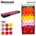Гербера-Gerbera-Germini Mix Doos-45cm 4a204238-620c-11ef-0a80-065d0030cbcf