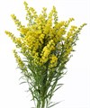 Солидаго-Solidago-Carzan Glory-60cm-30gr 4a28db69-08fb-11ee-0a80-0c7e006492ce