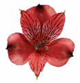 Альстромерия-Alstroemeria-Lucia-60cm-QA 4a2edb87-b2fb-11ed-0a80-045f0019d125