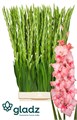 Гладиолус Gr-Gladiolus Gr-Adrenalin-120cm-240gr 4a30c30f-58e7-11f0-0a80-038000144039
