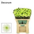 Хризантема одн-Chrysant Gr-Zembla Lime-70cm-80gr 4a31f5fd-620c-11ef-0a80-065d0030cbd2
