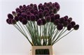 Аллиум-Allium-Sphaerocephal Kogels-90cm 4a34190f-64e1-11ed-0a80-0d5c00122cb3