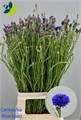 Василек-Centaurea-Cyanus-70cm 4a3fe4da-08fb-11ee-0a80-0c7e006492d4