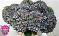 Гортензия-Hydrangea-M Ch Pimpernel Cl-90cm 4a4f1a0b-620c-11ef-0a80-065d0030cbd8