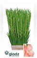 Гладиолус Gr-Gladiolus Gr-Karma-115cm-170gr 4a53801e-620c-11ef-0a80-065d0030cbdb